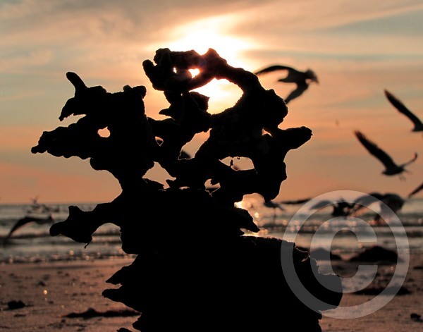 Beach Sponge at Sunset!