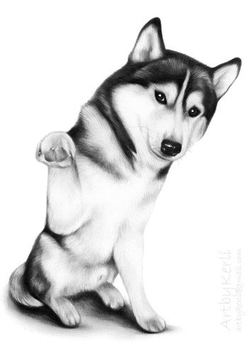 Kassu