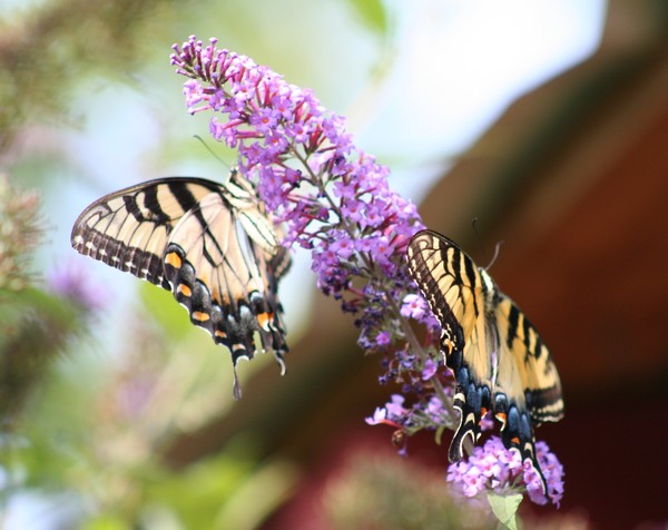 Eastern Tiger Swallowtail 4