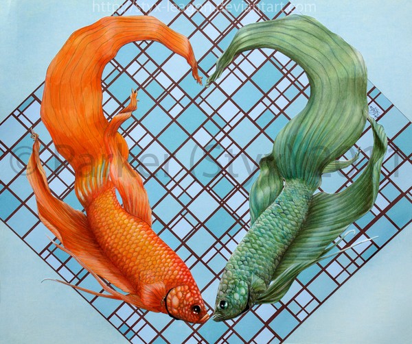 Betta <3