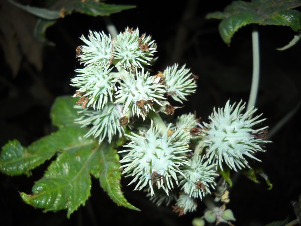 Wild Fruits