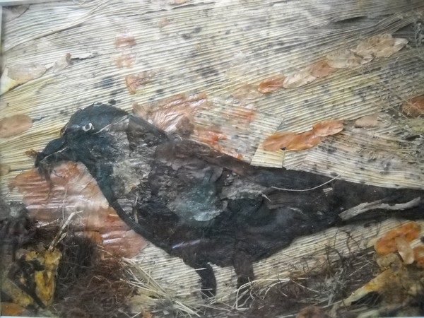 Crow with wild food