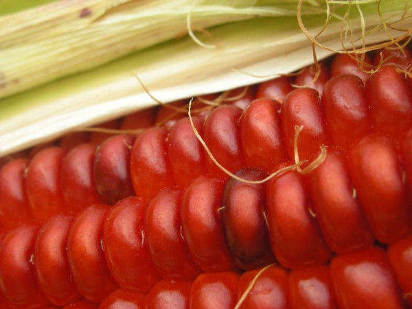 Indian Corn
