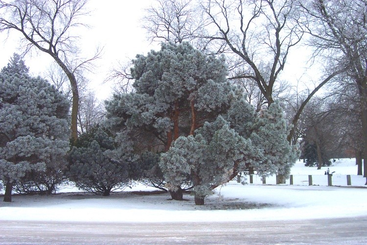 Hoar Frost 19
