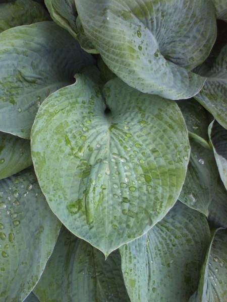 Morning dew