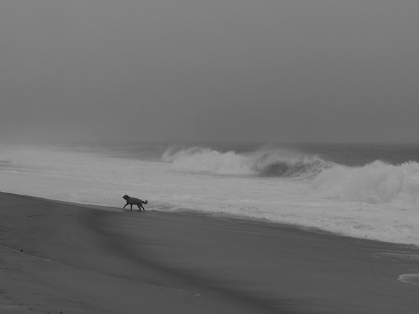 Dog with Waves 