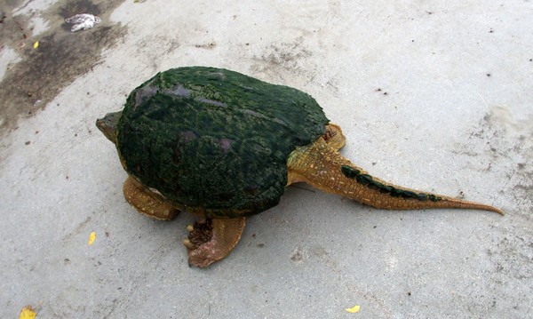 Red River Dinosaur 3