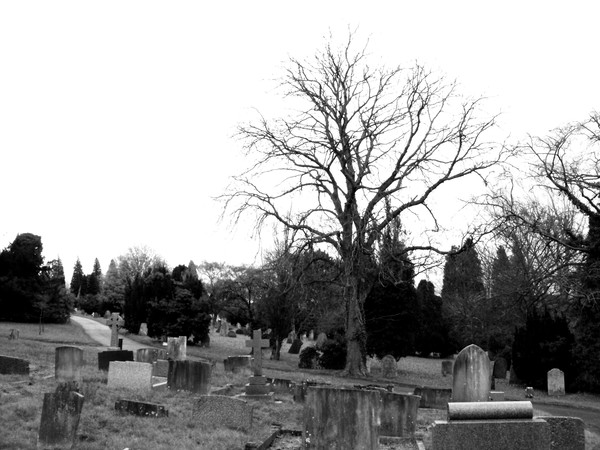 Winter Tree 12