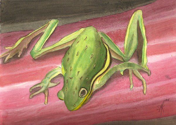tree frog