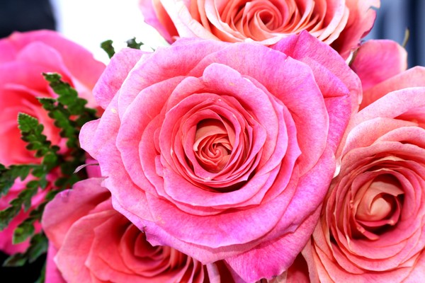 pink