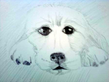 Sad eyed pup