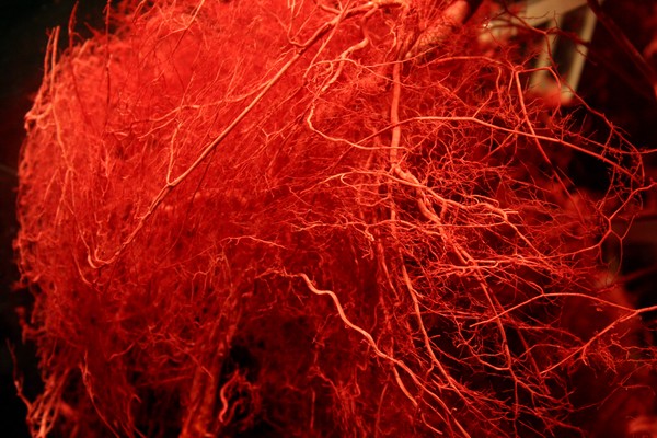 Veins II