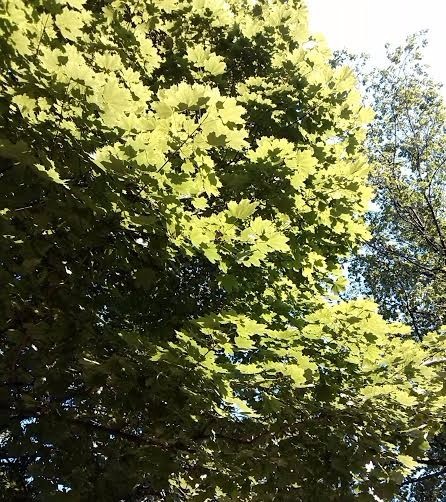 'Impressionism' Tree