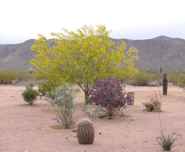 Arizona Beauty