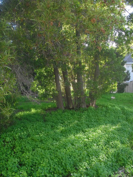 GreenTree 