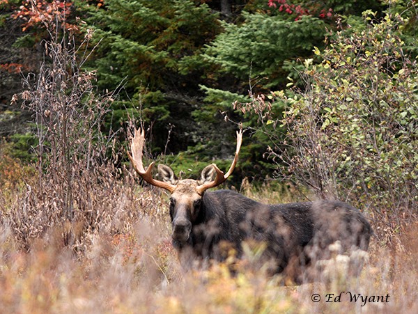 Moose Meadow