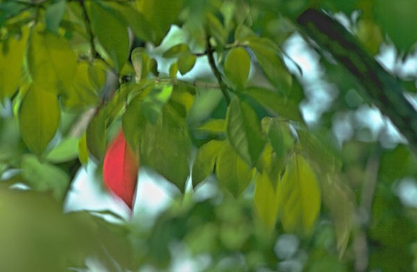 One Red Leaf