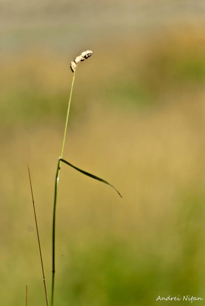 Straw