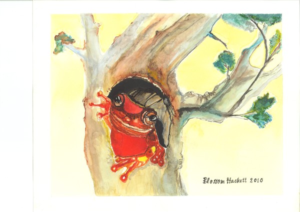 Strawberry Poison-dart Frog (Amphibians )