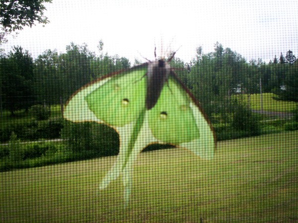 pretty moth