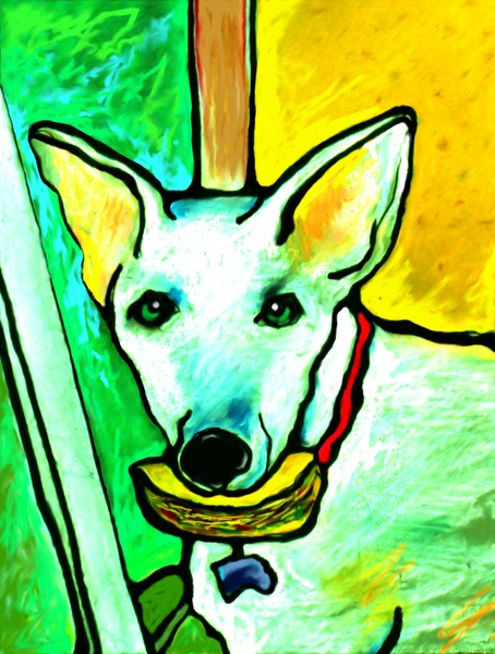taco dog
