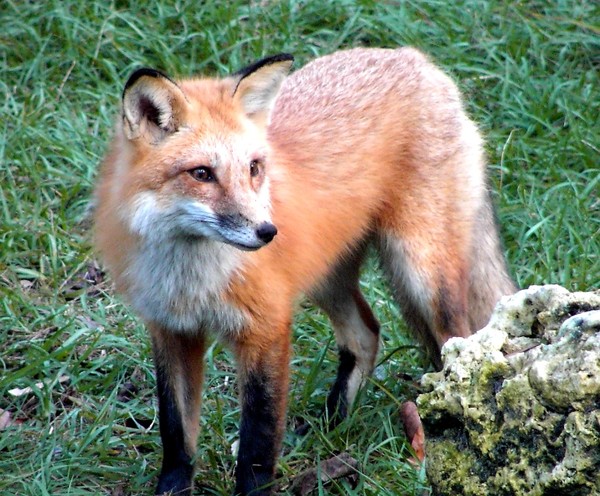 The Red Fox