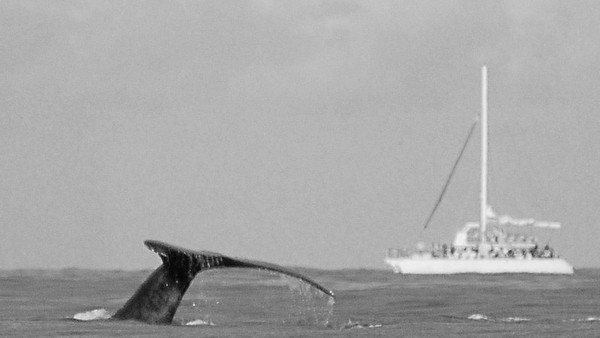 my day with the whales