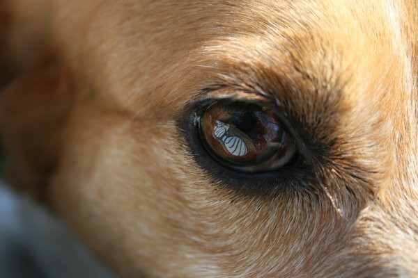Thru the eye of another.