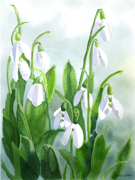 Teardrops in the Snow