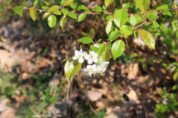 In Bloom