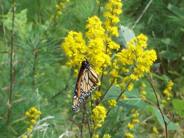 Golden Monarch