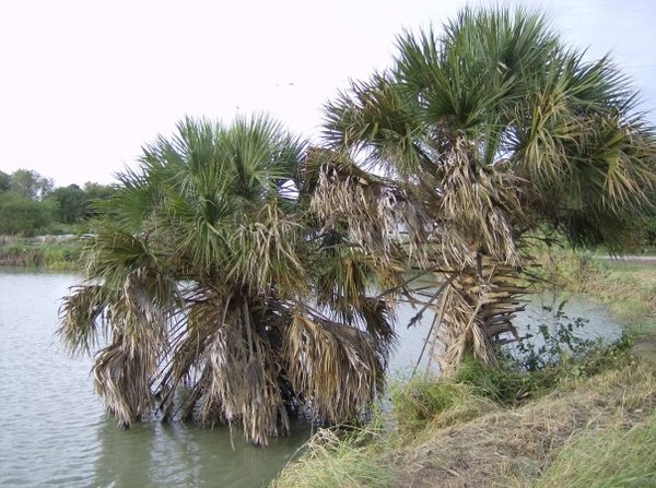 low water palms