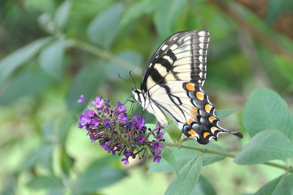 # 2 butterfly