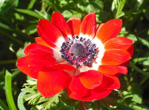 Red Flower