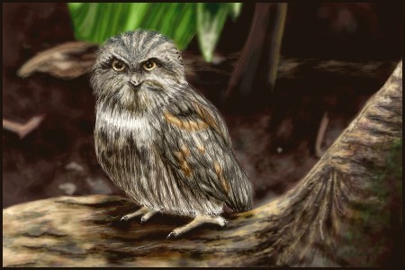 Tawny Frogmouth