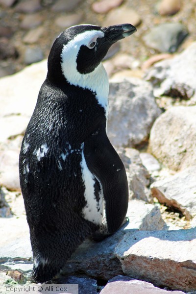 Penguin