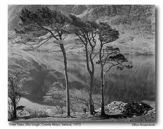 Three Trees