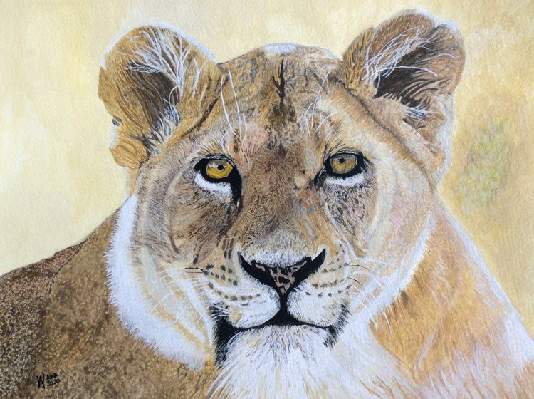 Just a simple Lioness waiting for dinner.