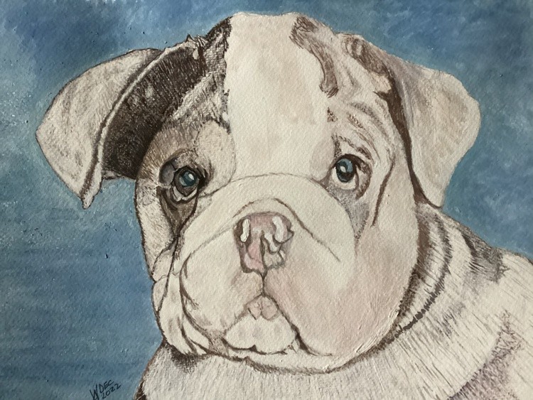 Cooper a young British Bulldog for Travis &Maisie