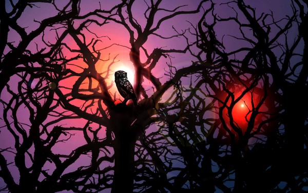 A Halloween Hoot Hoot
