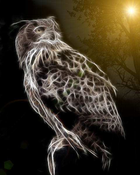 owl