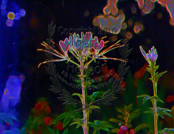 Flowers Beauty Is Delicate