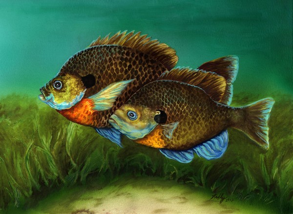 Pretty Little Panfish
