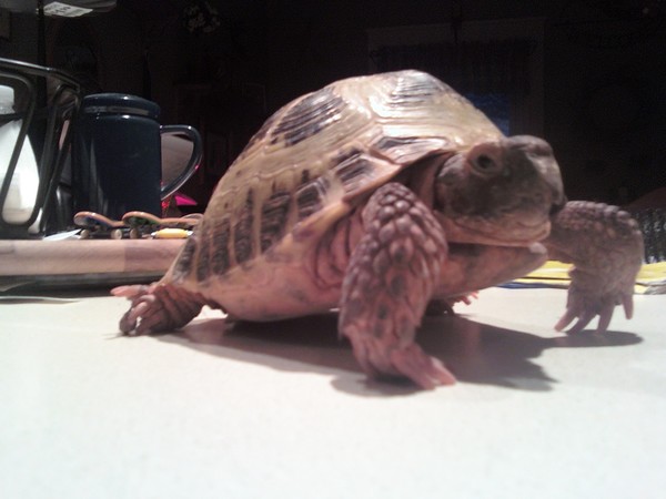russian land tortoise