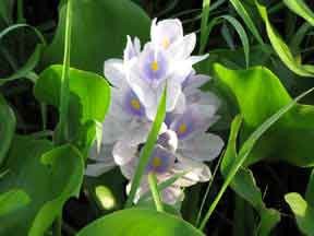 Flower1