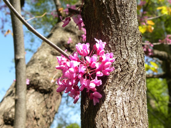 In the Pink