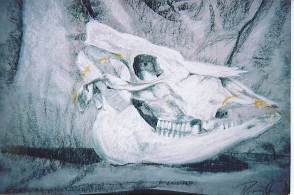 Animal Skull