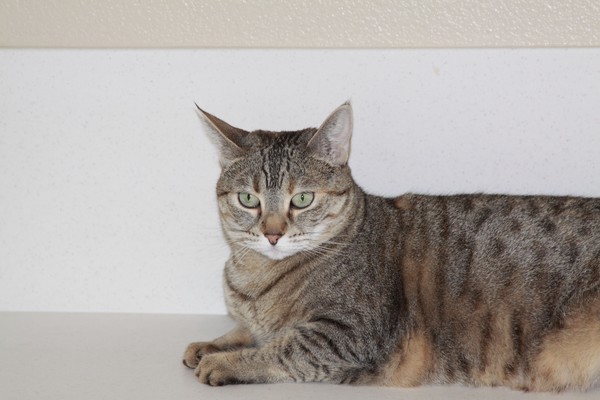 My cat, Lilly #2