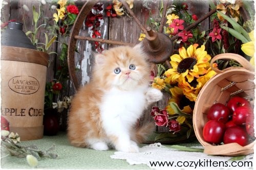Sunflowers & Kittens