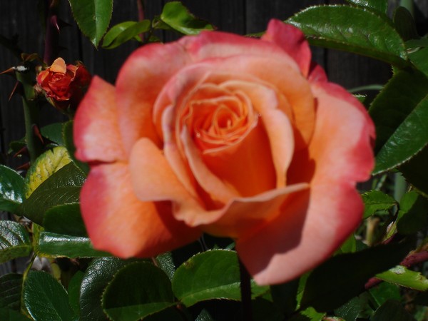 The Rose